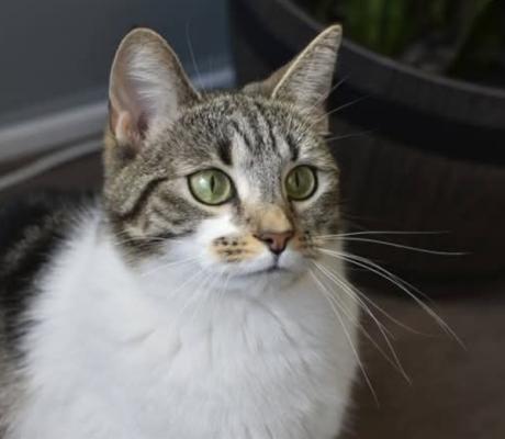 Maya