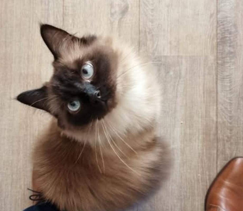 Milo