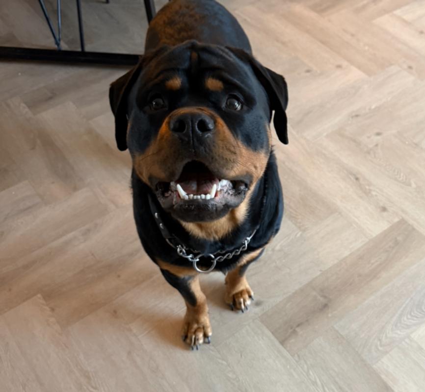 Bruno