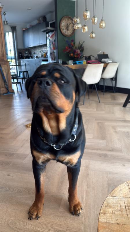 Bruno