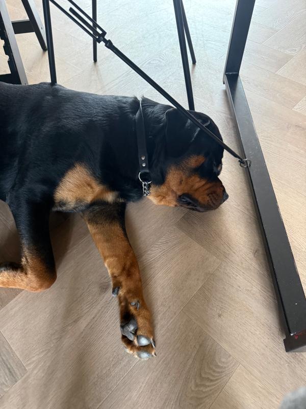 Bruno