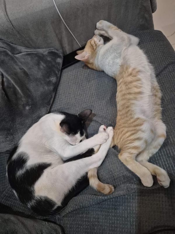 OTI