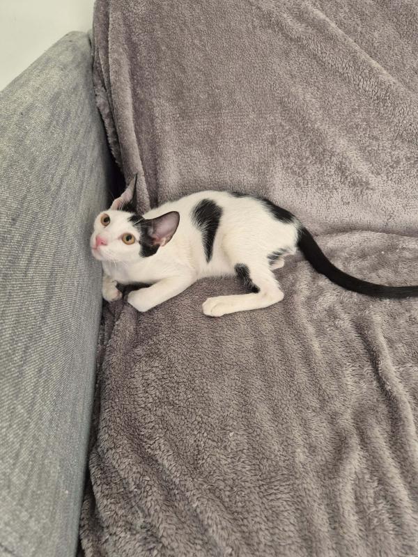 OTI