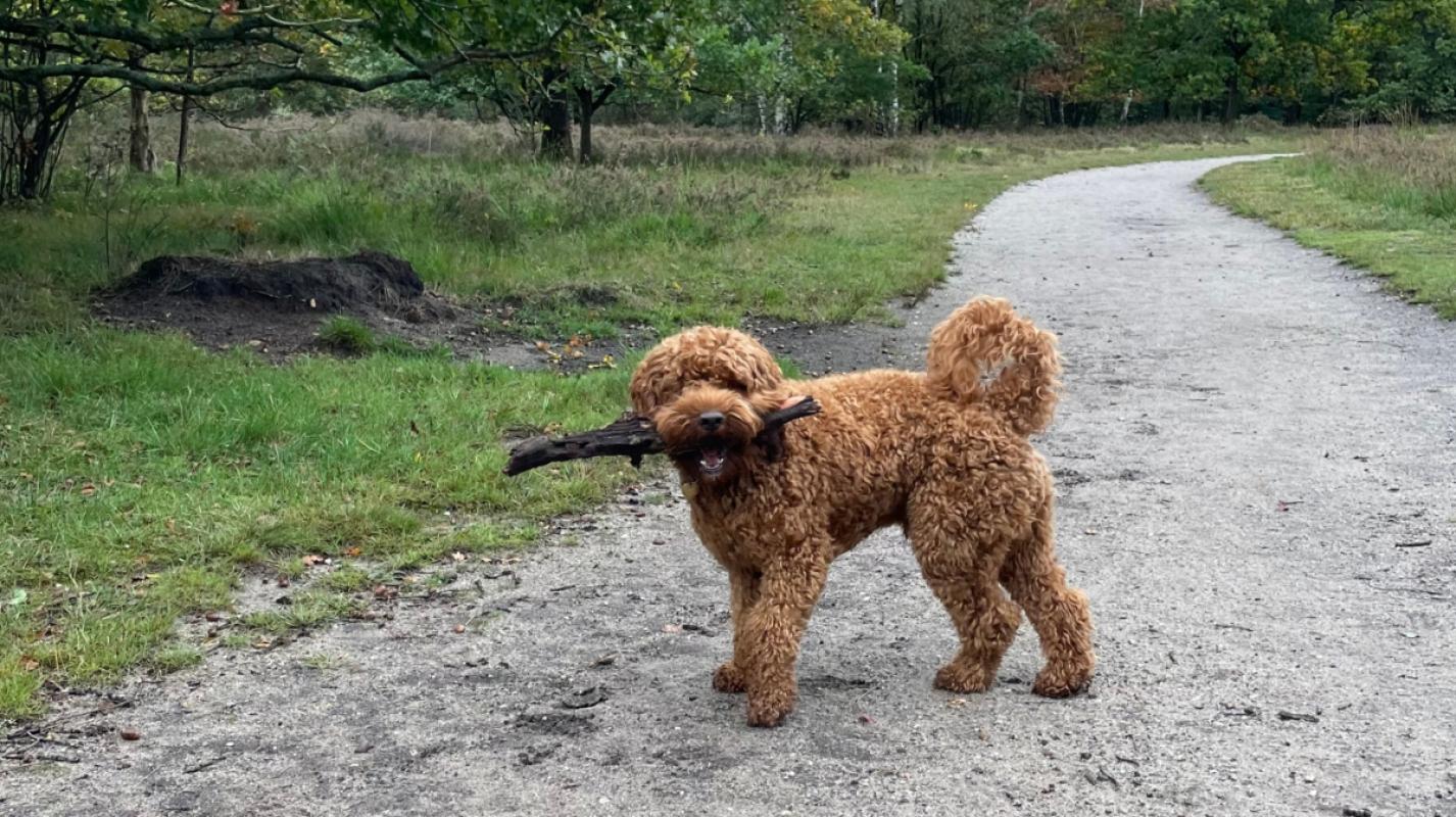 Charlie