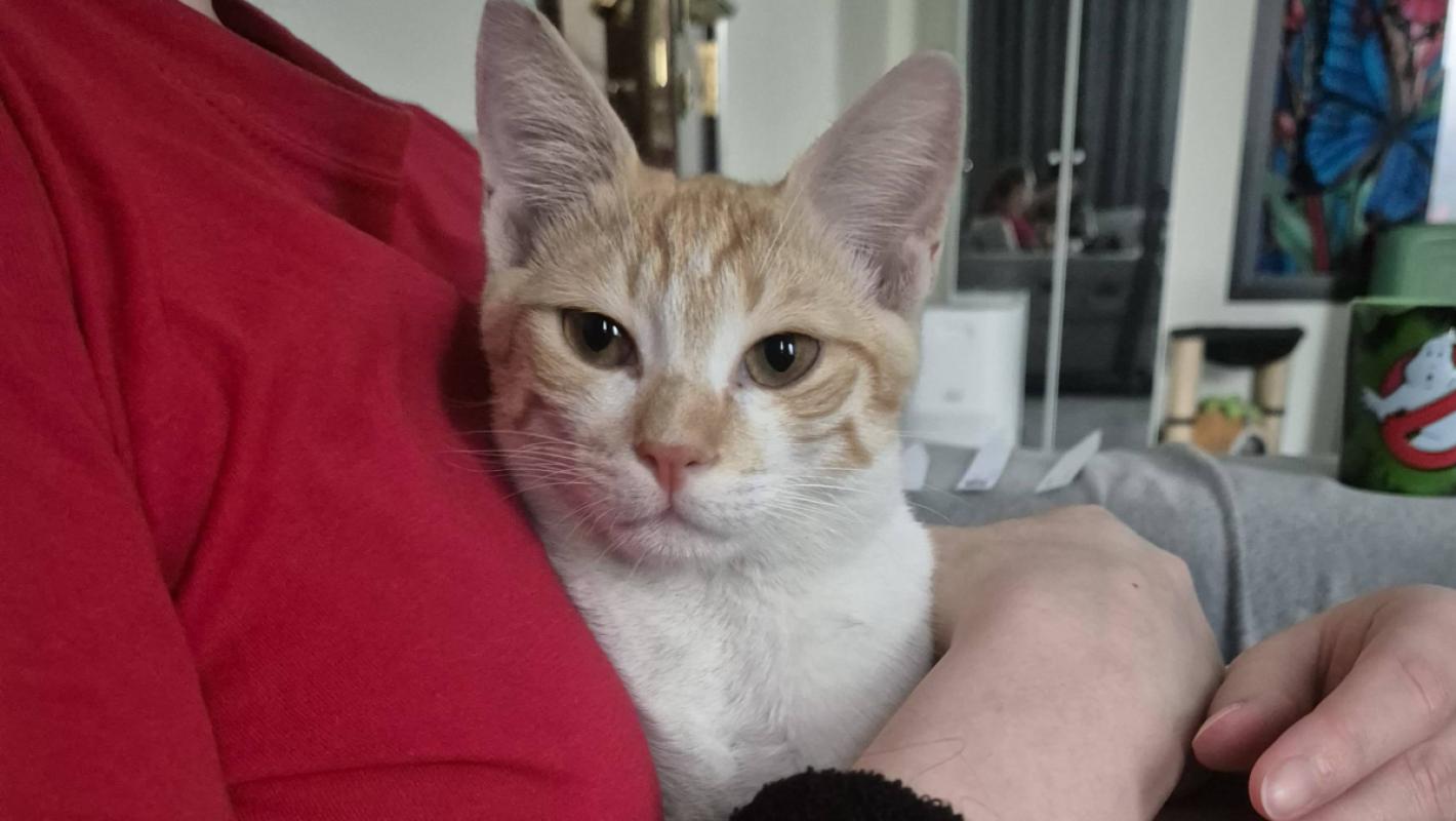 Nuggy