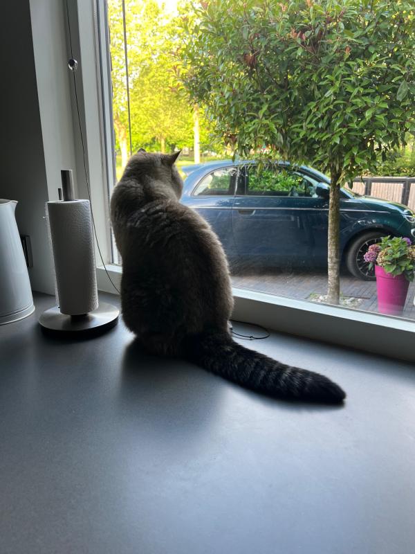 Binkie