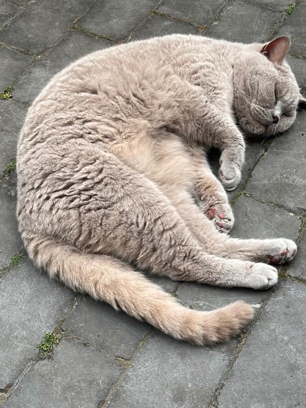 Binkie