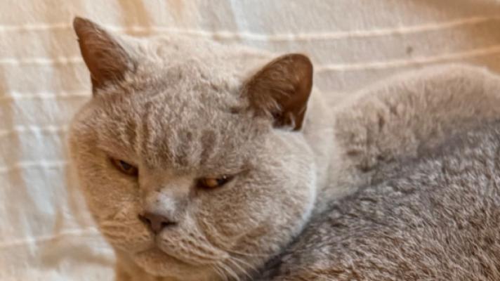 Binkie