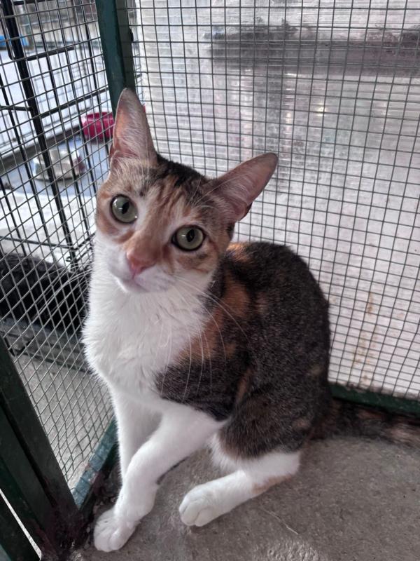 Lila (Pétalo)