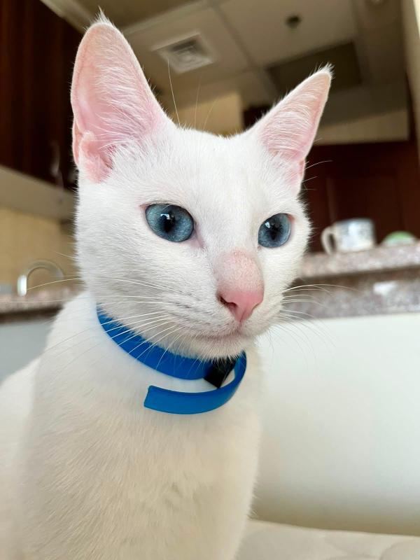 Whitey