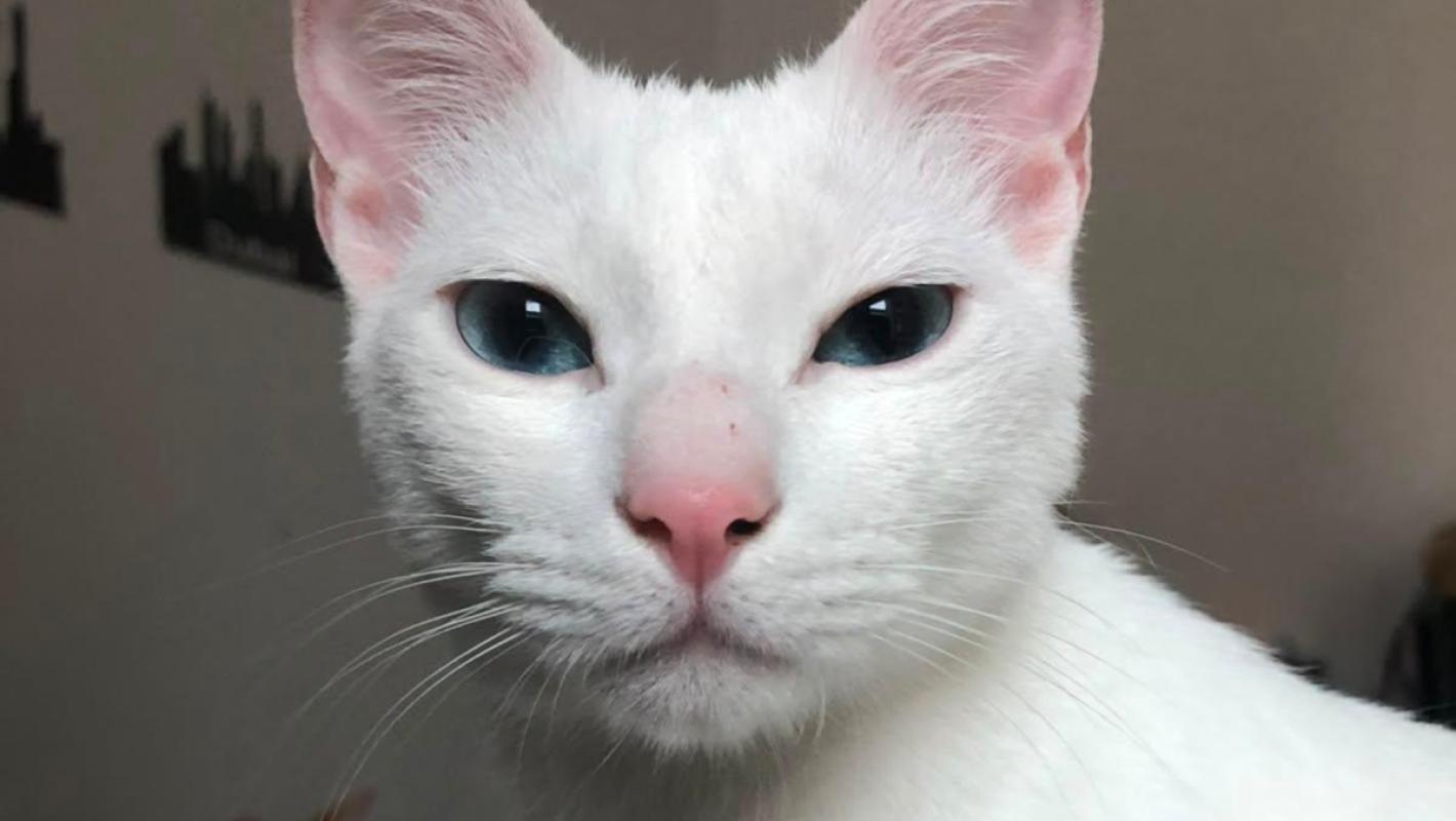 Whitey