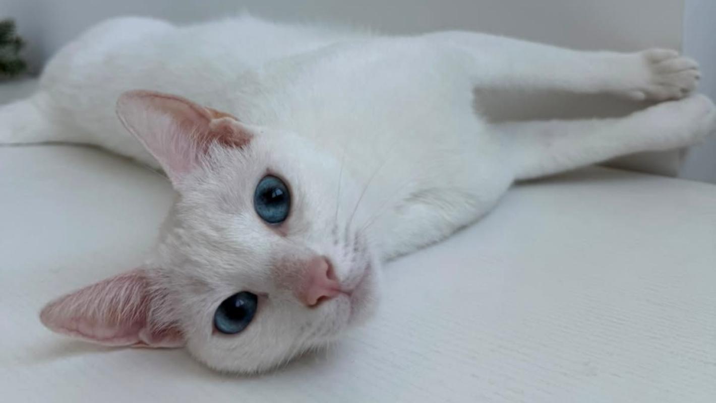Whitey