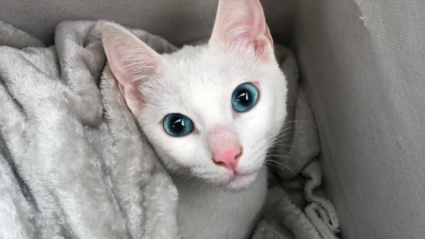 Whitey