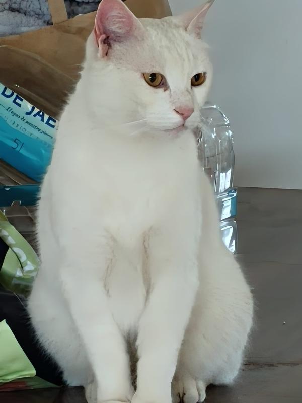 Alma