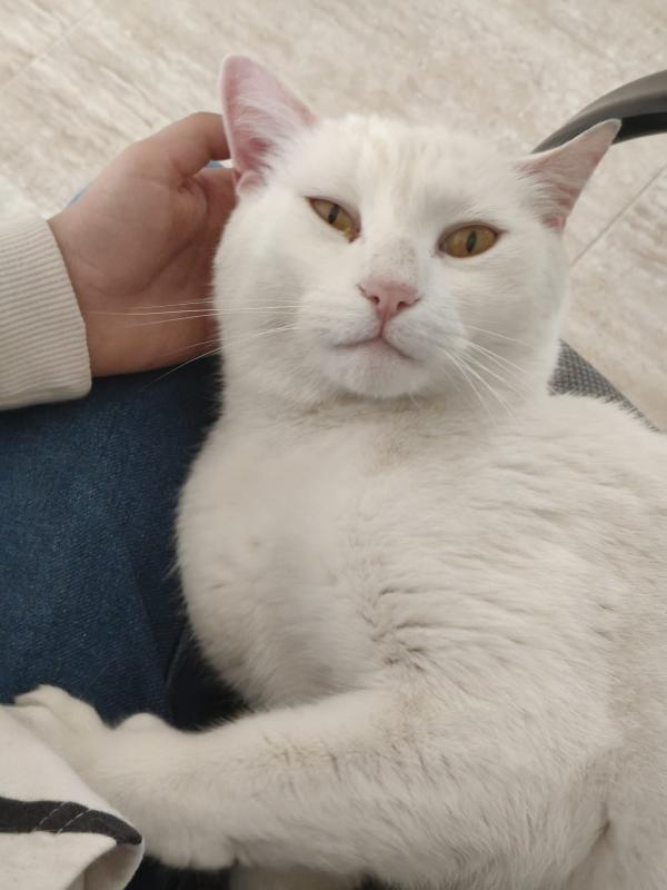 Alma