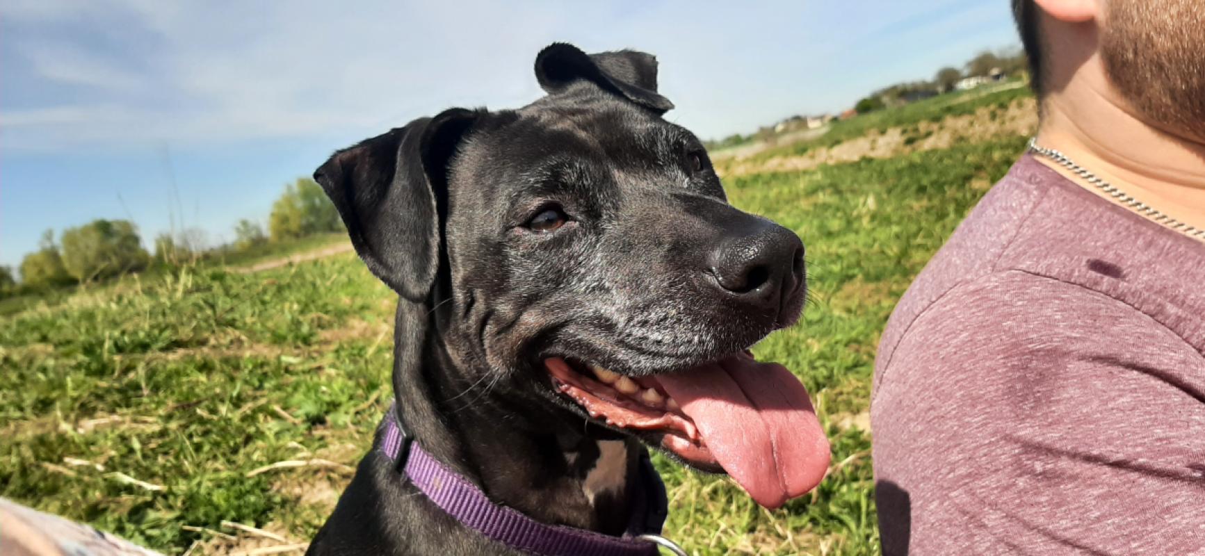 Ziva