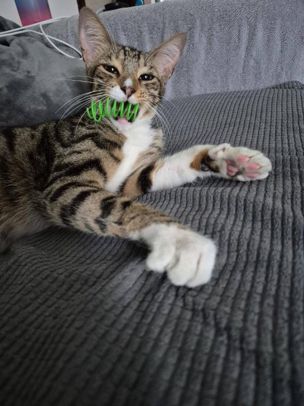 Muissie