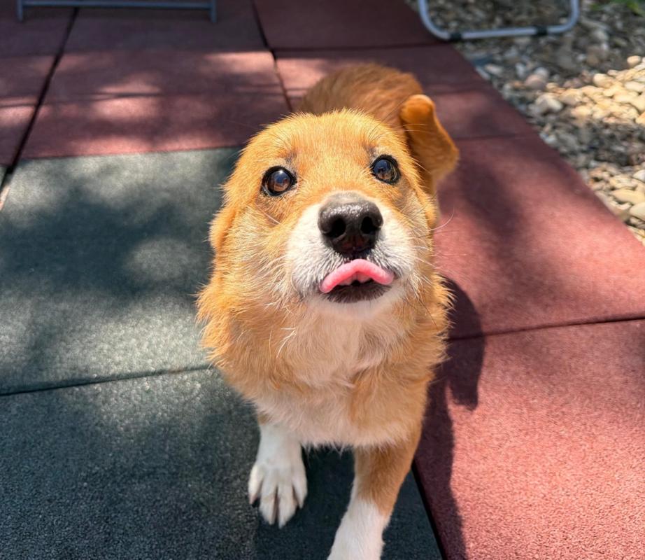 Buddy