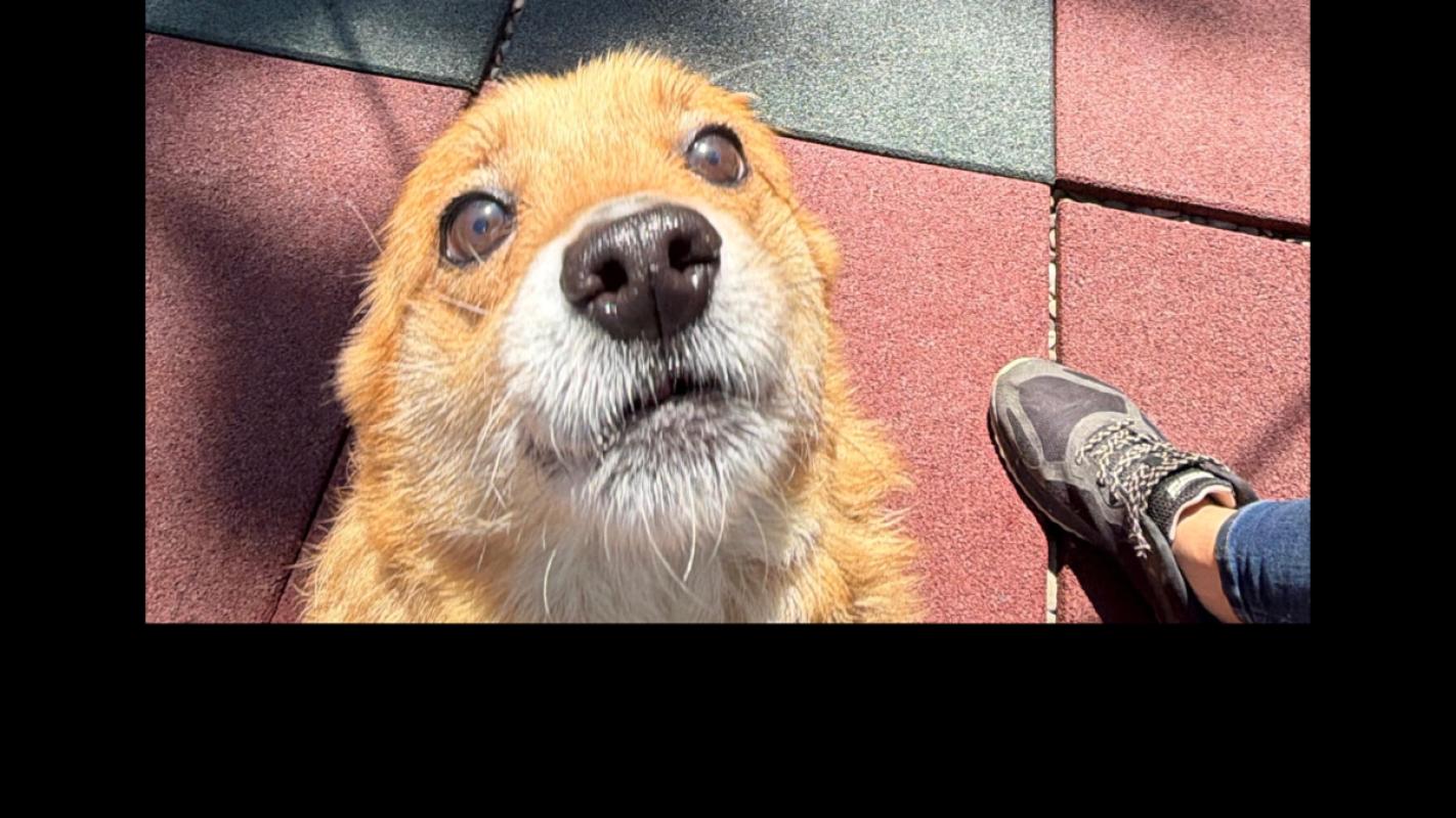 Buddy