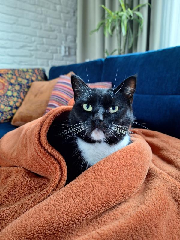 Kitty