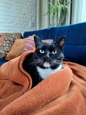 Kitty