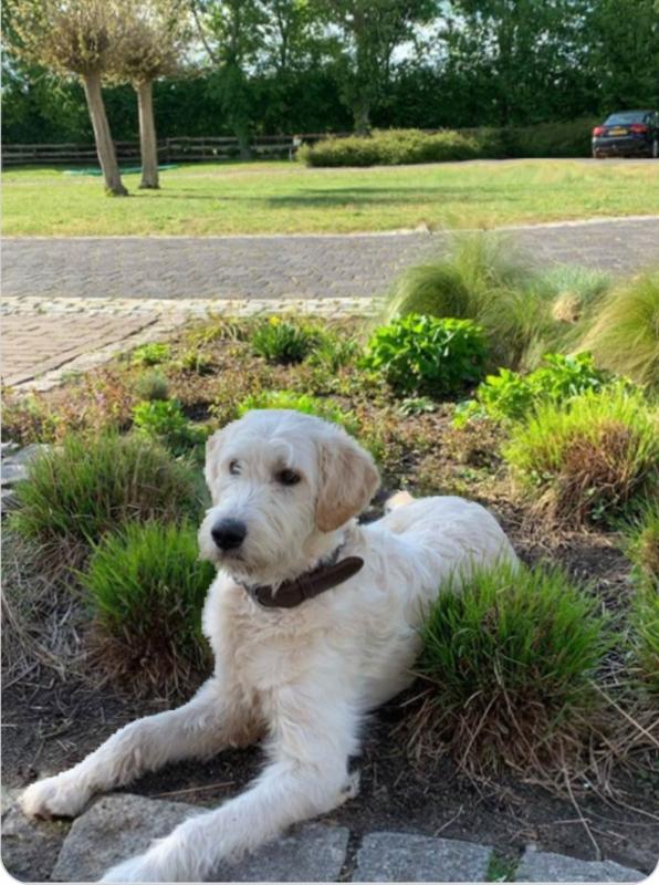 Hugo