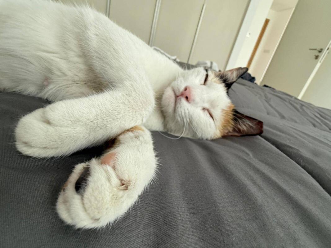 Nala