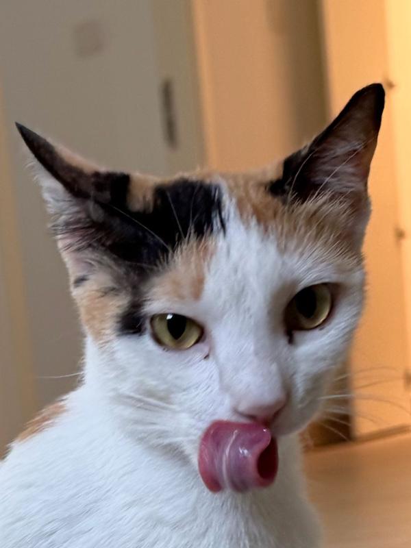 Nala