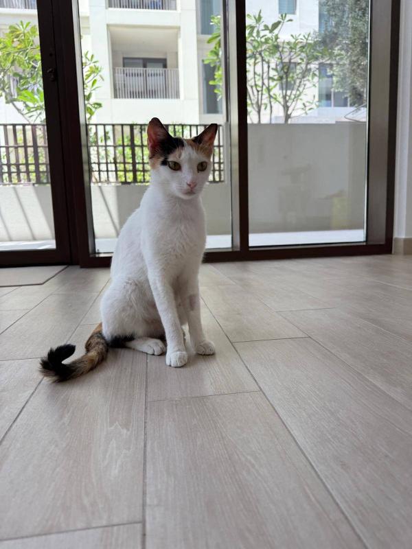 Nala
