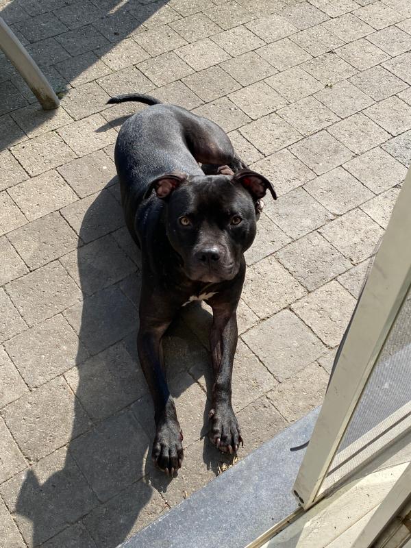Otis