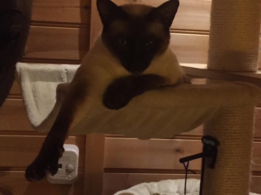 Ramses