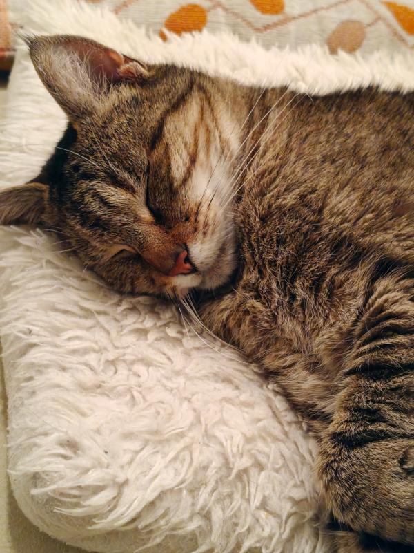 Mia