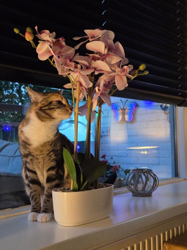Mila