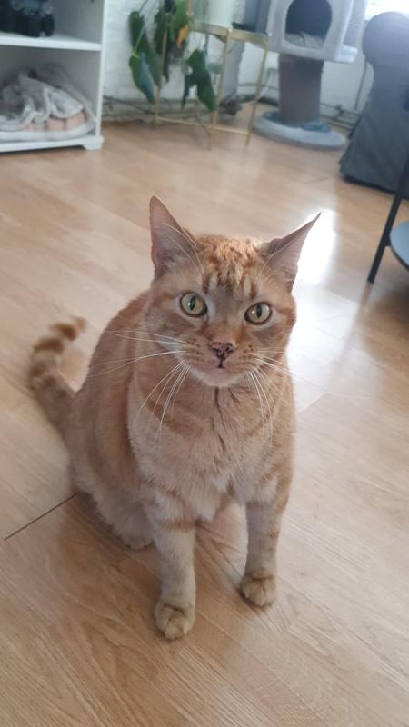 Simba