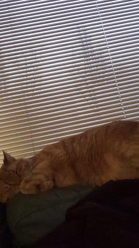 Simba