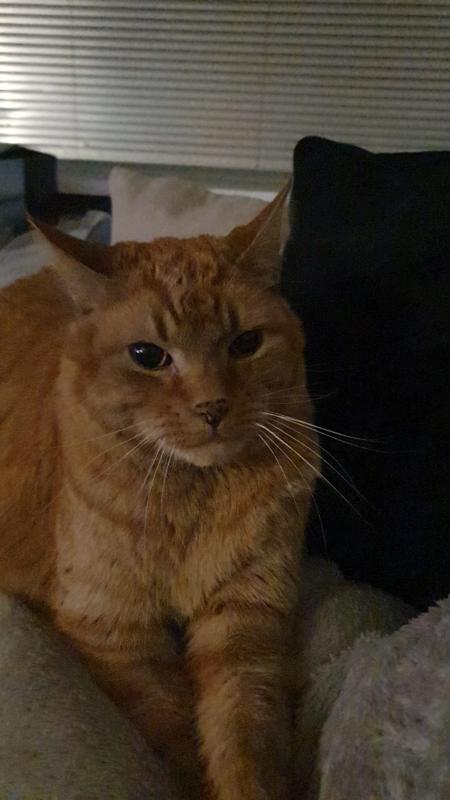 Simba