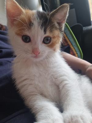 Pip