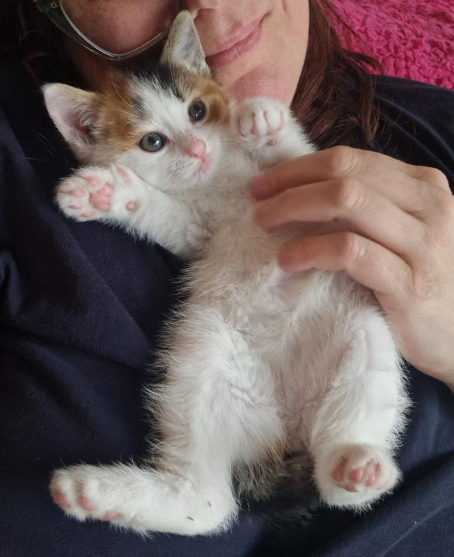 Pip