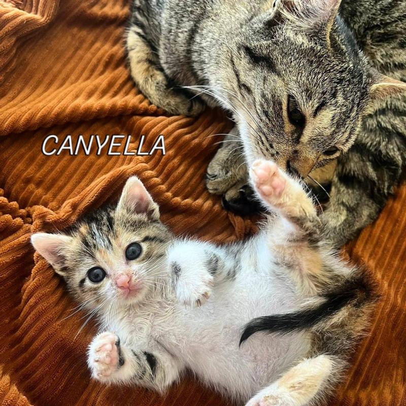 Canyella