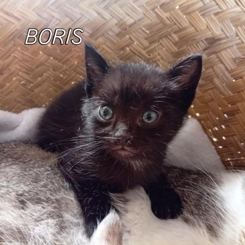 Boris