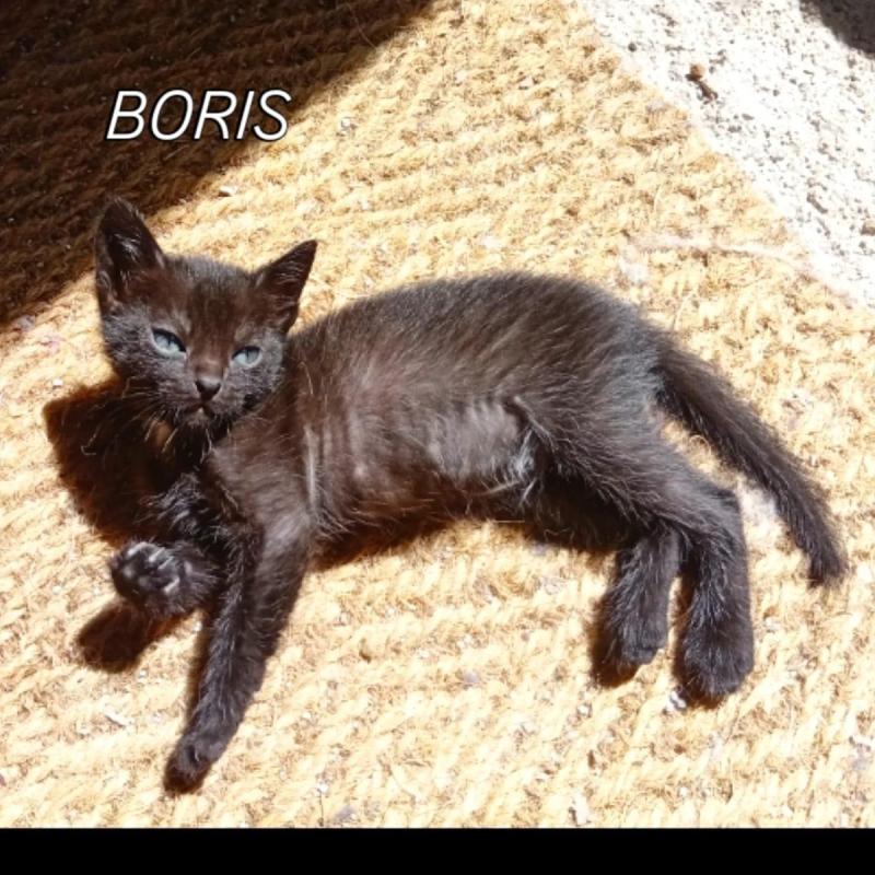 Boris