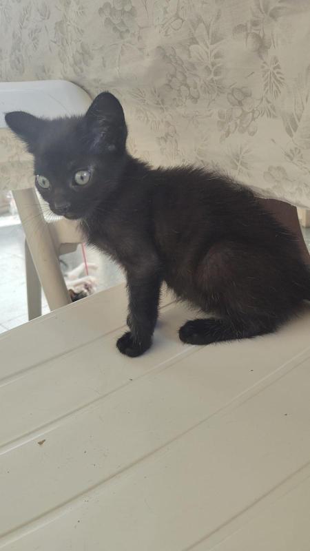 Boris