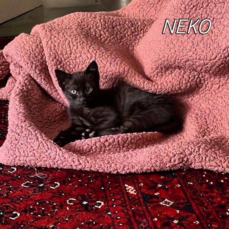 Neko
