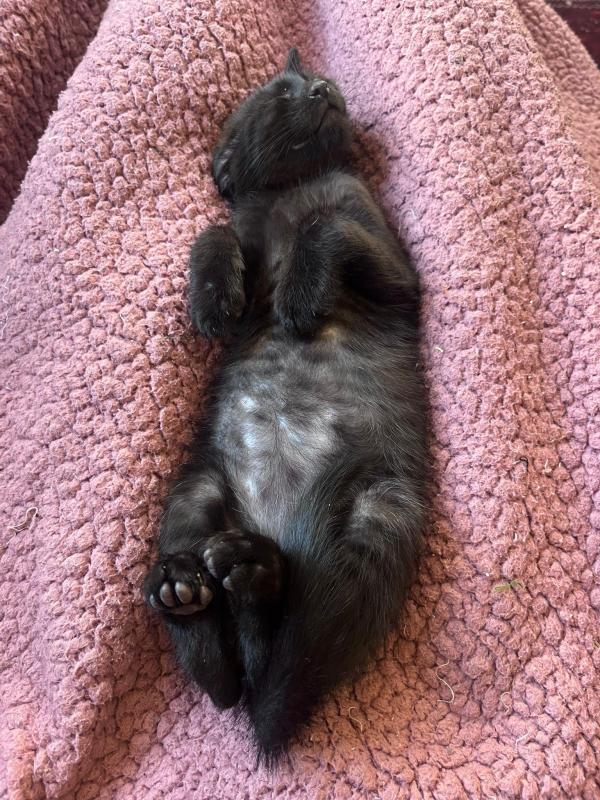 Neko