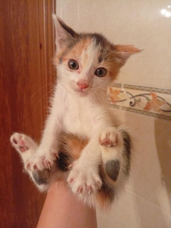 Ginger