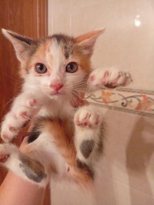 Ginger