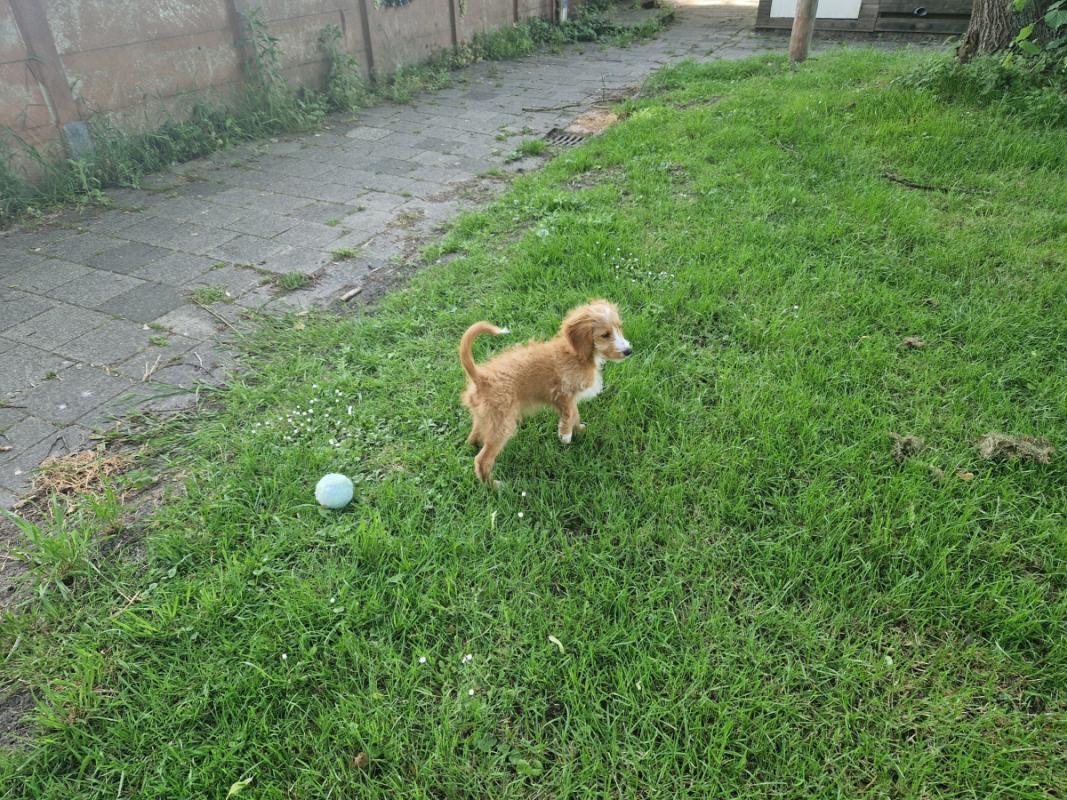 Sammy