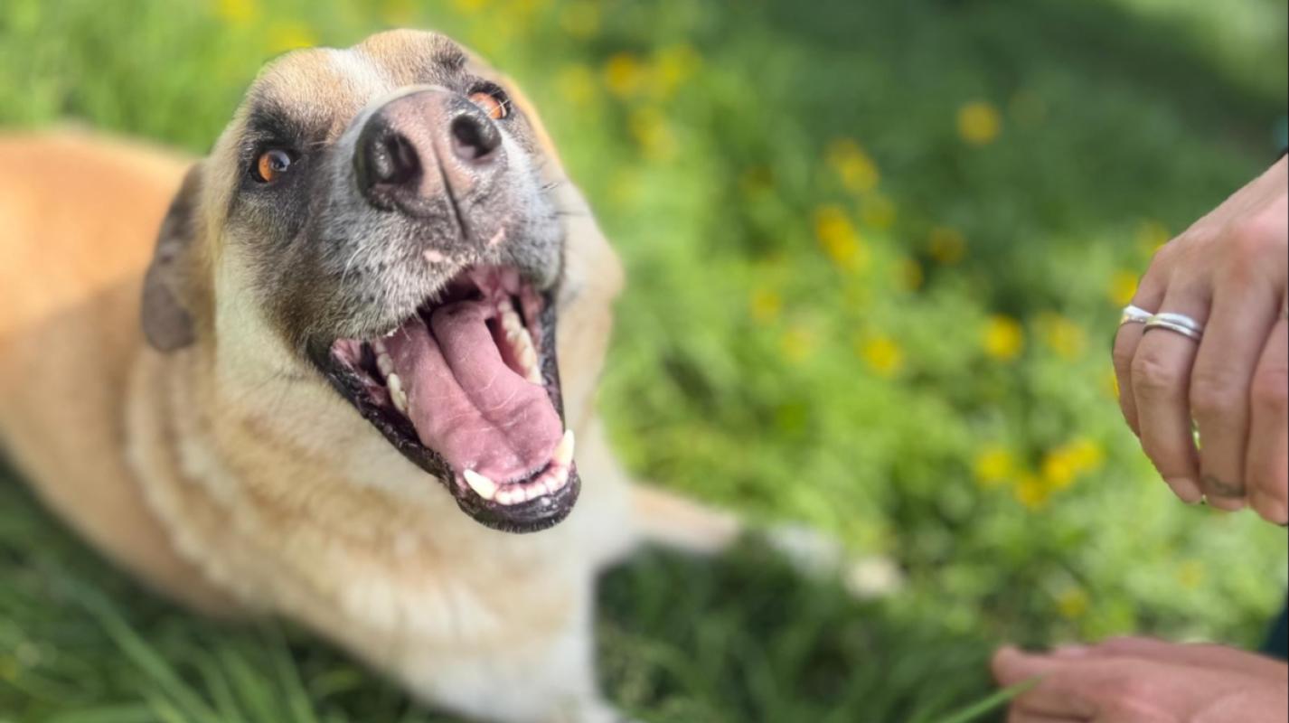 Dobri