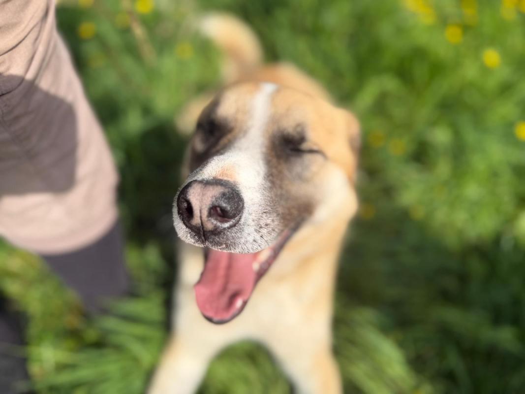 Dobri