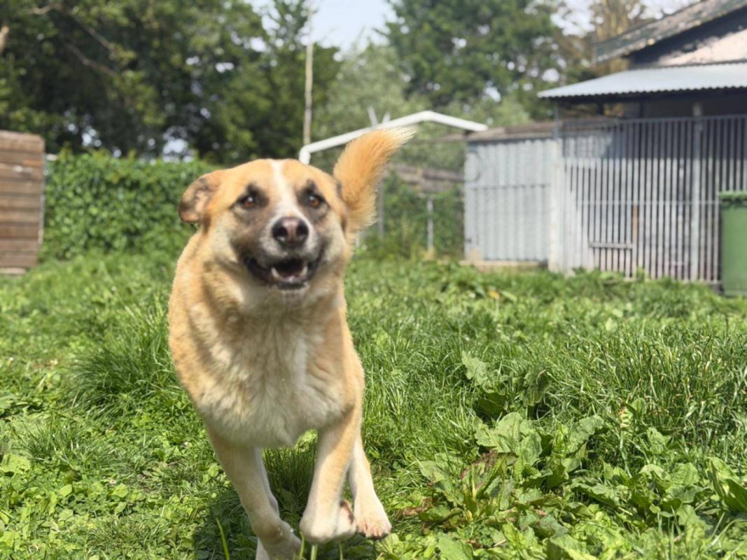Dobri